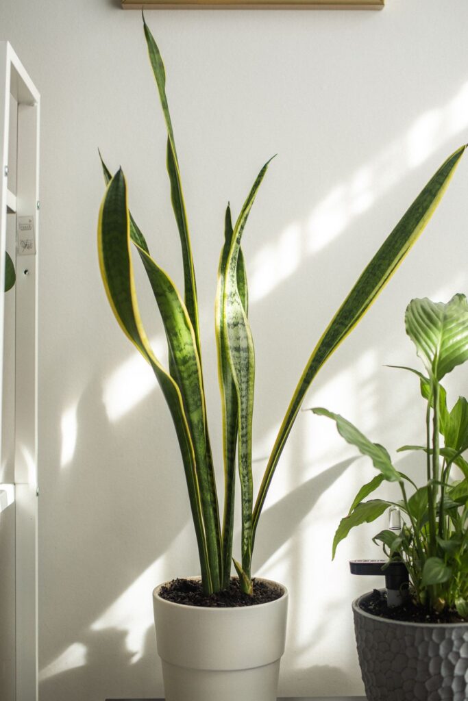 Plantas de interior colocadas cerca de una ventana con luz natural