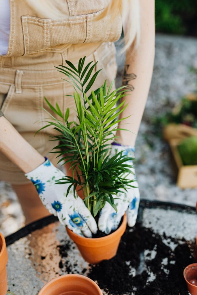 Planta de interior marchita mostrando síntomas de cuidado incorrecto