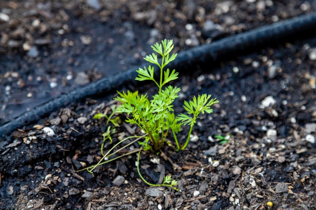 Planta aromática (cilantro) creciendo en sustrato con tubería negra de riego por goteo casero visible al lado
