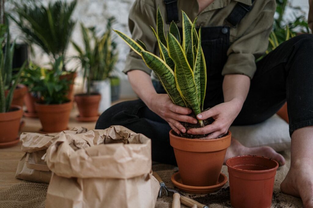 Fertilizante líquido siendo aplicado a una planta en maceta