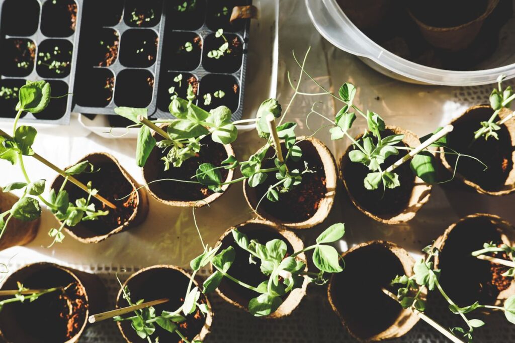 Huerto urbano en terraza pequeña con cultivos verticales y macetas de verduras