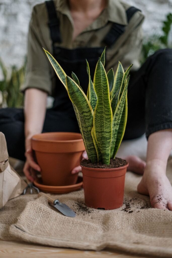 Kit de hidroponía doméstico con sistema DWC y plantas en macetas de red