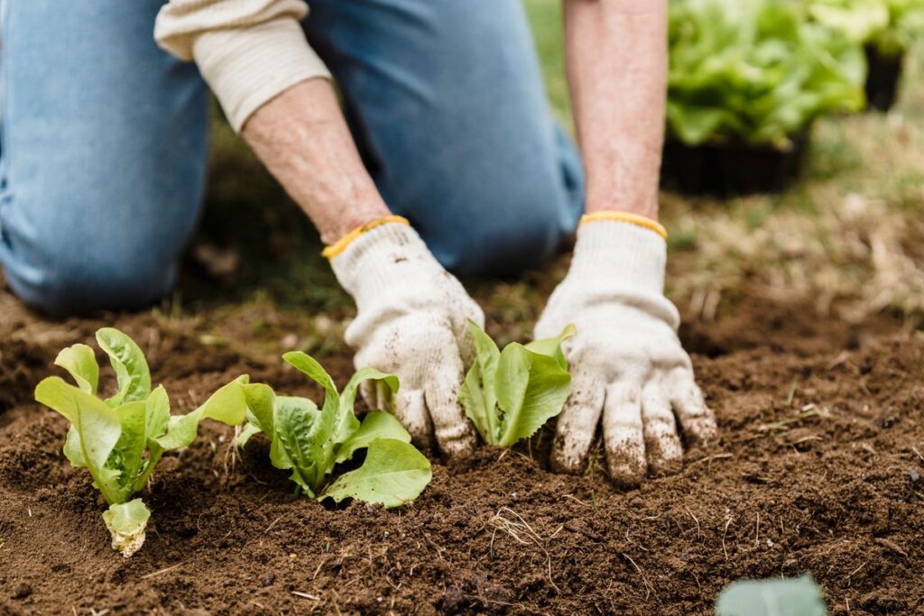 Plantas de interior creciendo bajo luz LED de espectro completo en sistema hidropónico