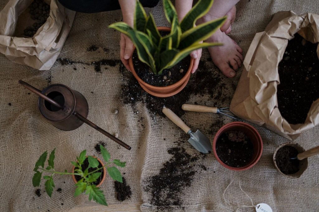 Plantas aromáticas resistentes en balcón: romero y lavanda en macetas bajo sol intenso